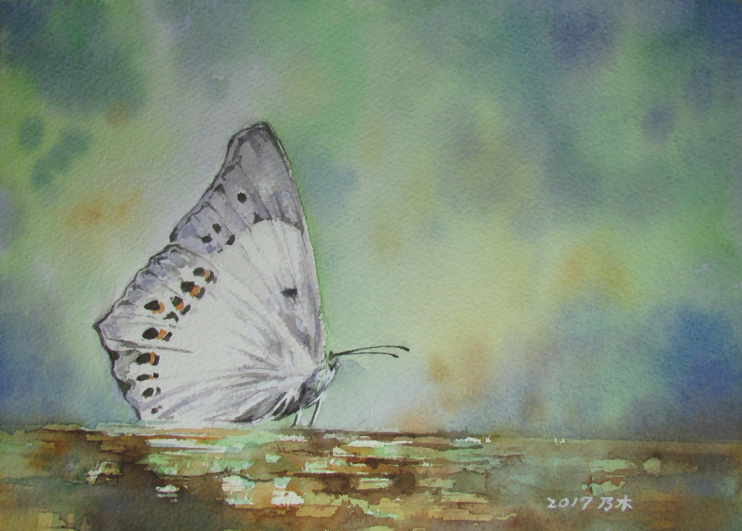 蝴蝶圖片1